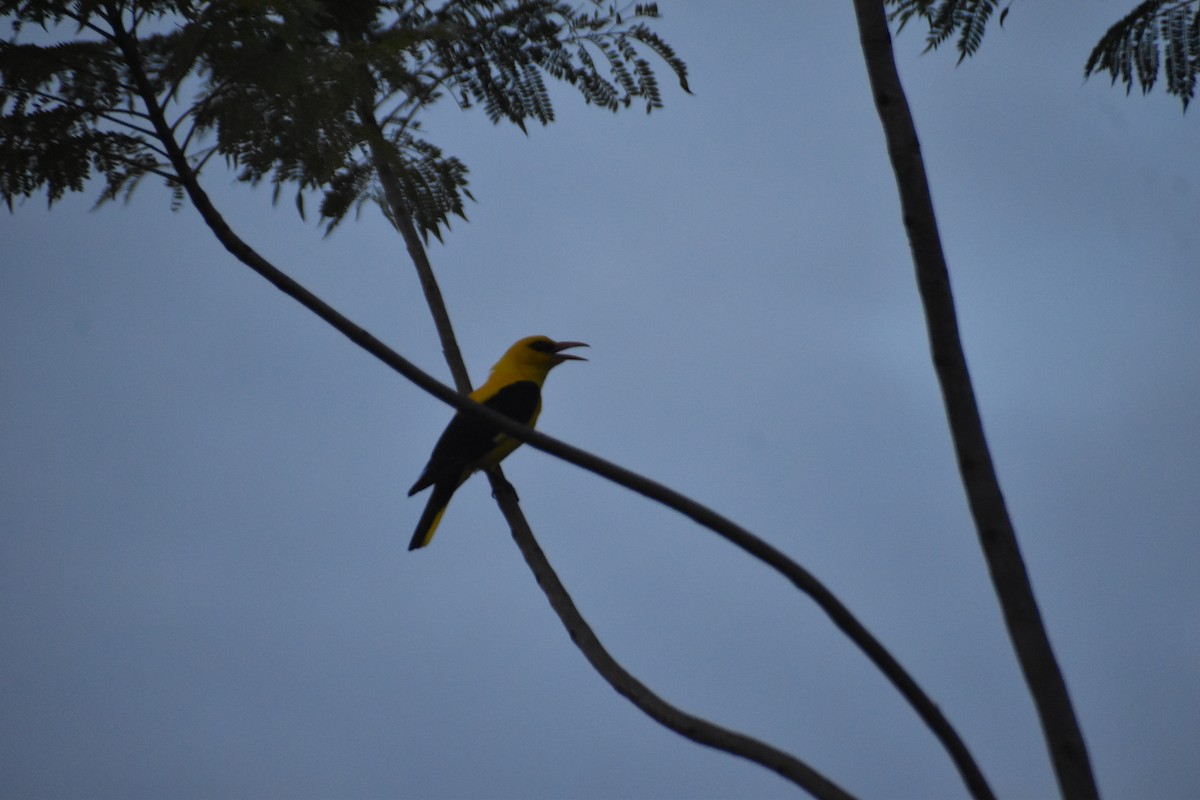Indian Golden Oriole - ML621158365