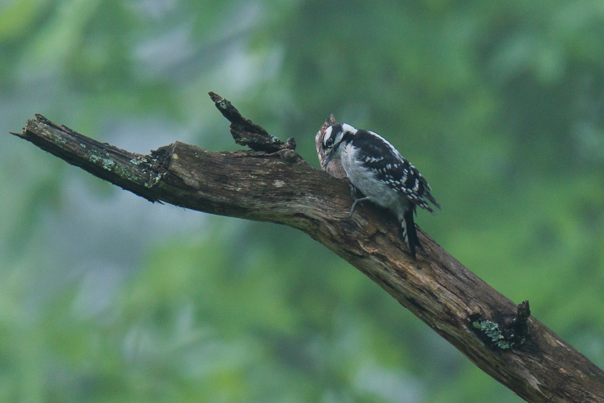 Downy Woodpecker (Eastern) - ML621158376