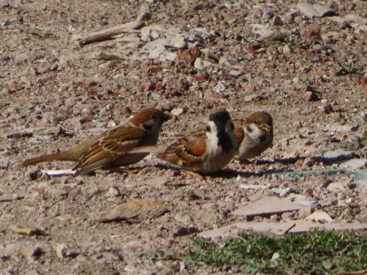 Eurasian Tree Sparrow - ML621158399
