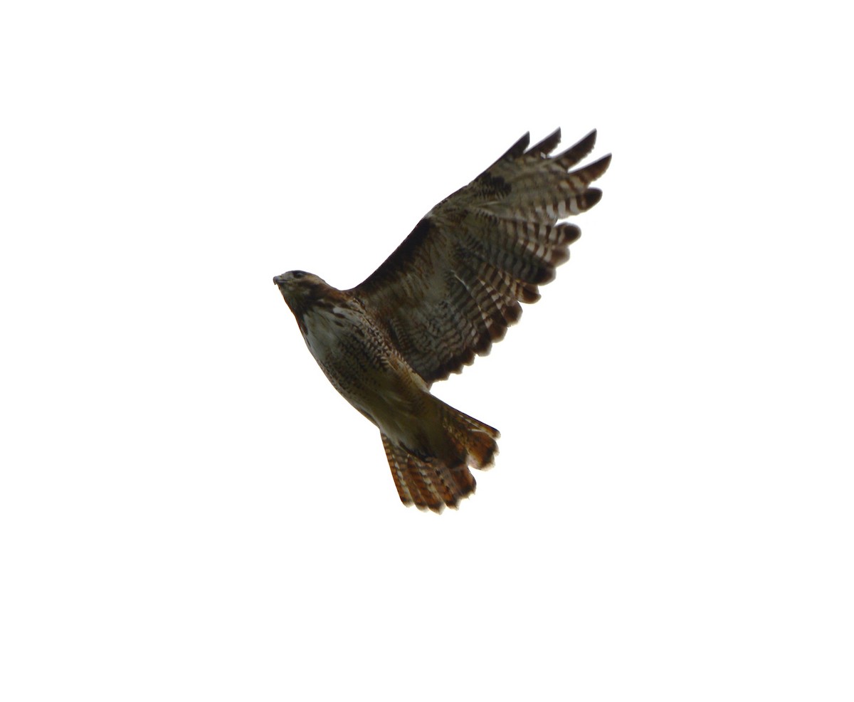 Red-tailed Hawk - ML621158419