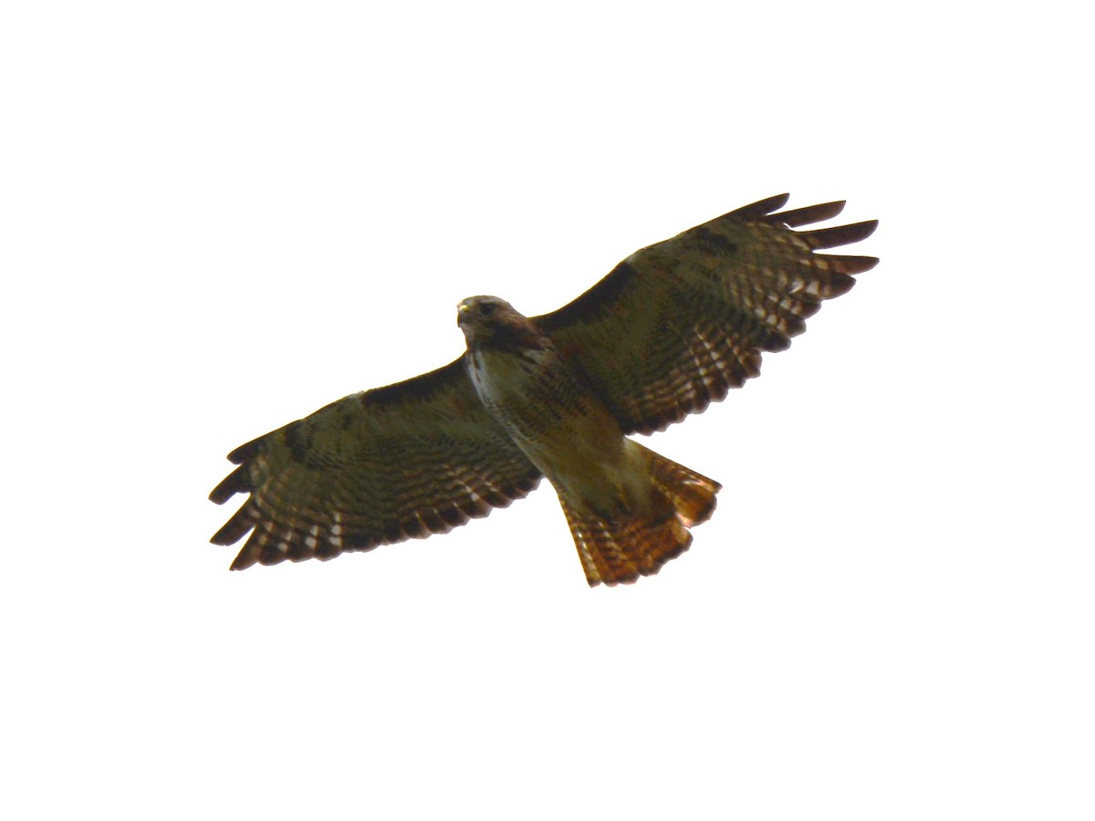 Red-tailed Hawk - ML621158420