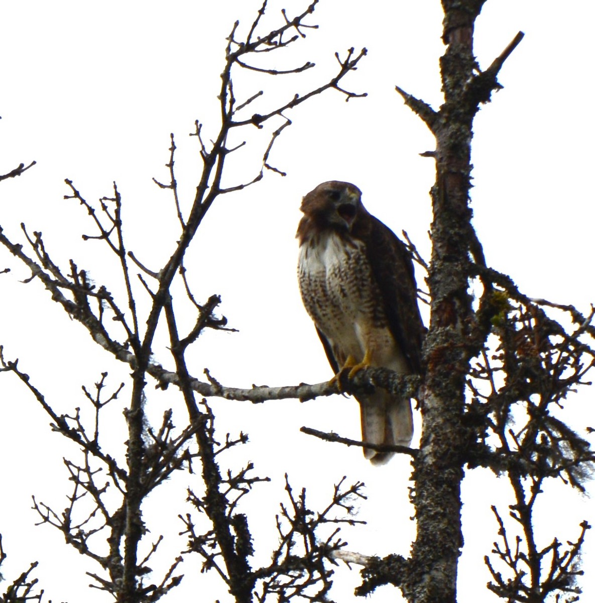 Red-tailed Hawk - ML621158421