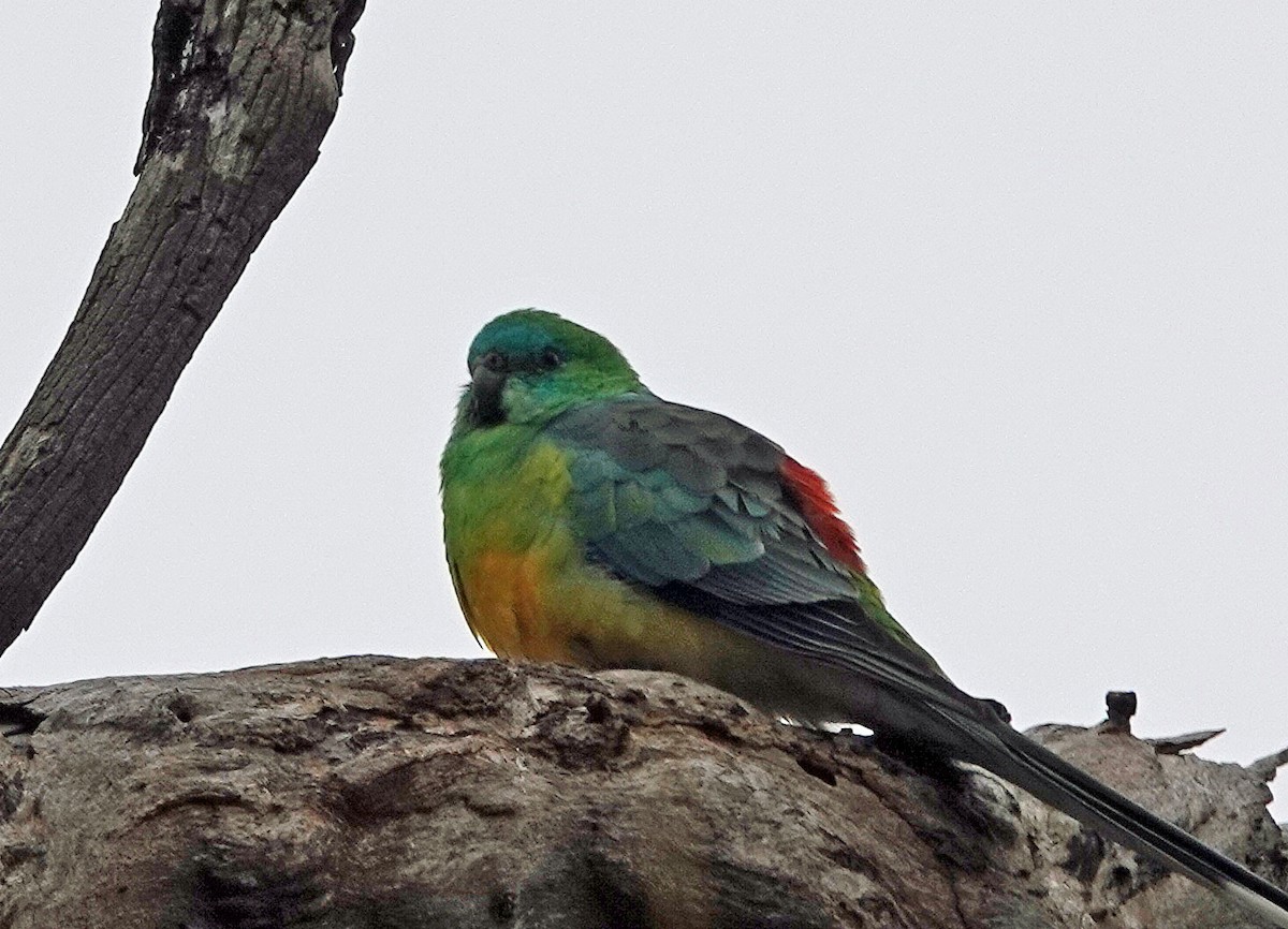 Red-rumped Parrot - ML621158446