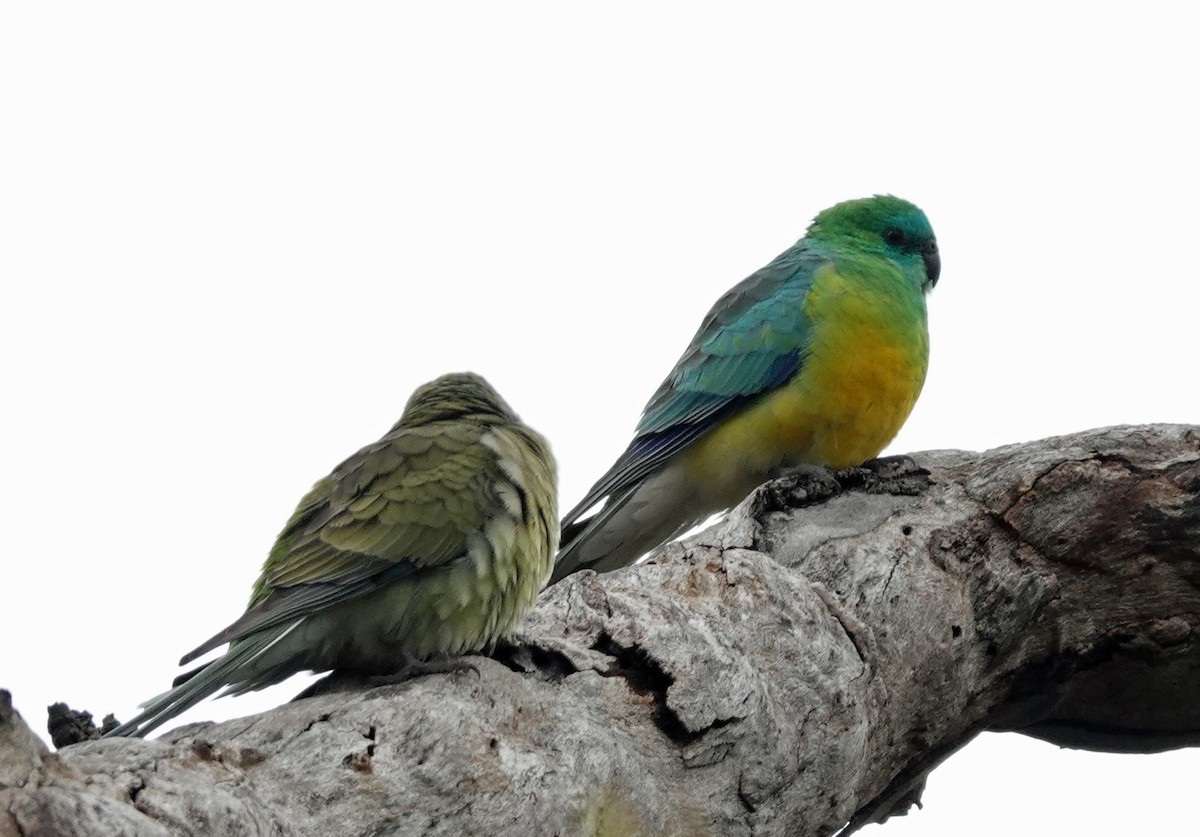 Red-rumped Parrot - ML621158447