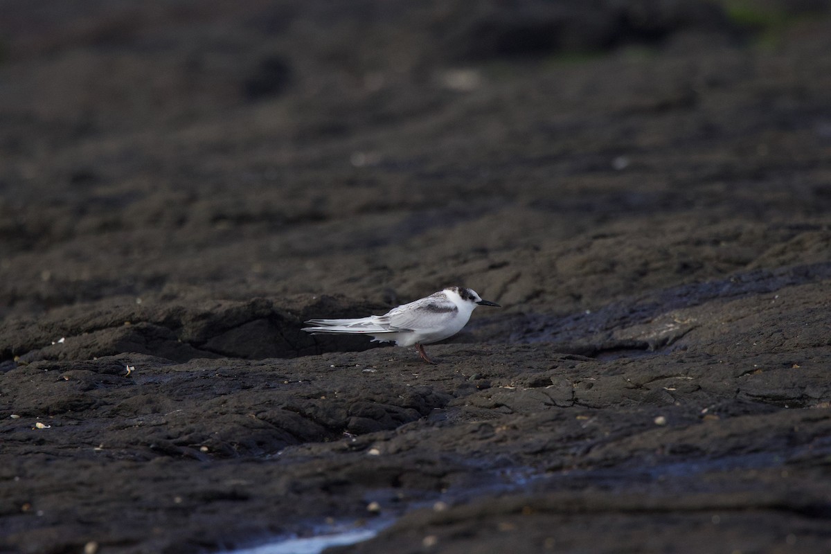 White-fronted Tern - ML621158546