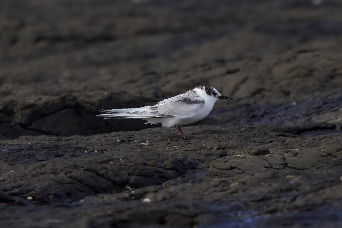 White-fronted Tern - ML621158553