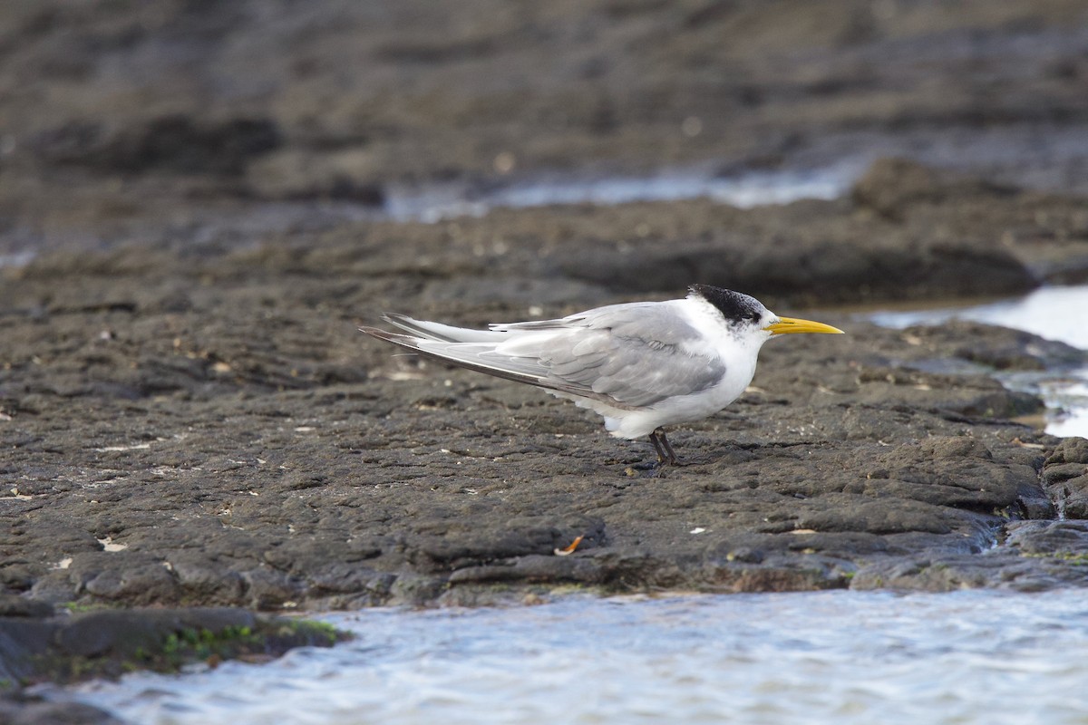 Great Crested Tern - ML621158556