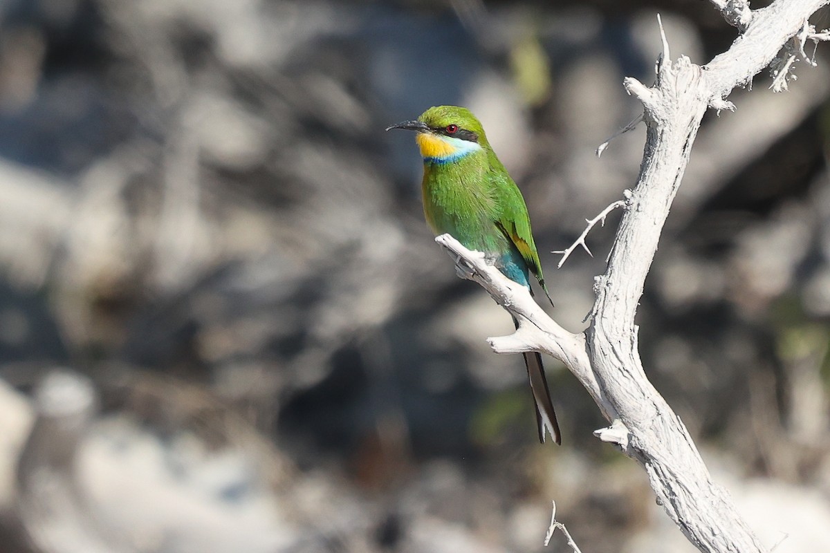 Swallow-tailed Bee-eater - ML621158566