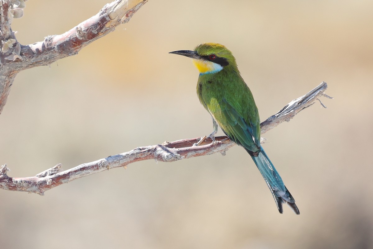 Swallow-tailed Bee-eater - ML621158567