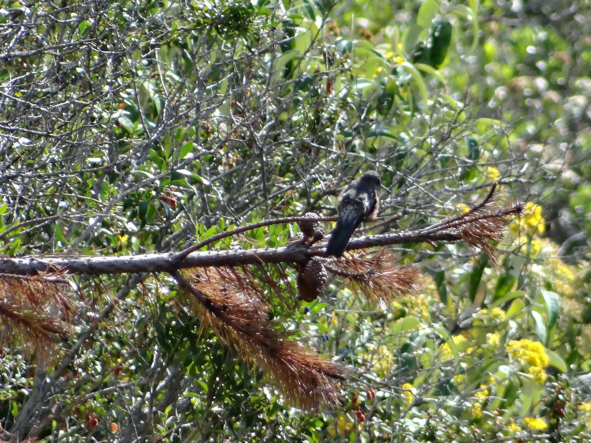 Исполинский колибри - ML621158574