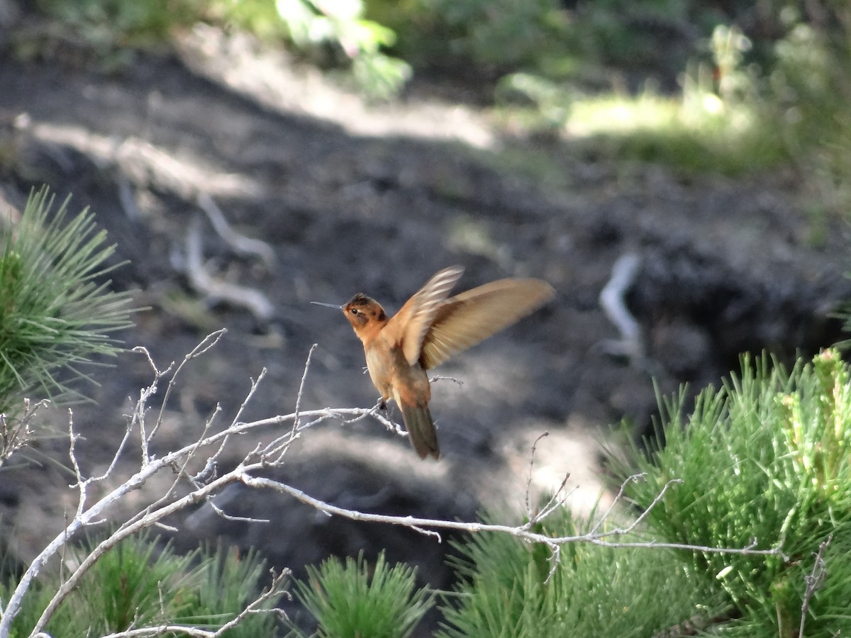kolibřík duhovohřbetý - ML621158584