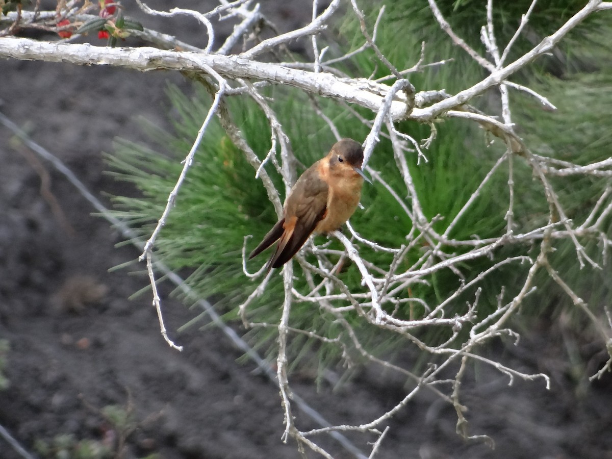 kolibřík duhovohřbetý - ML621158585