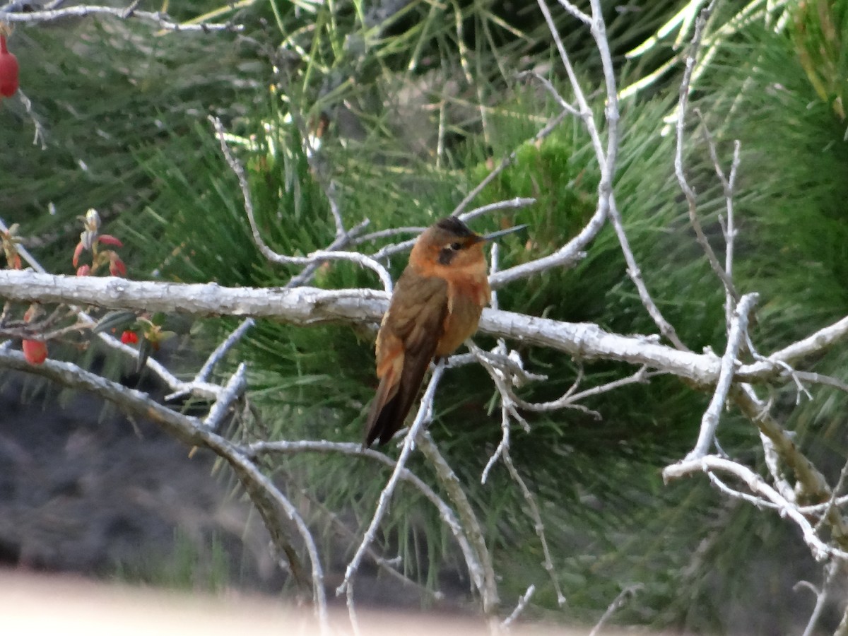kolibřík duhovohřbetý - ML621158587