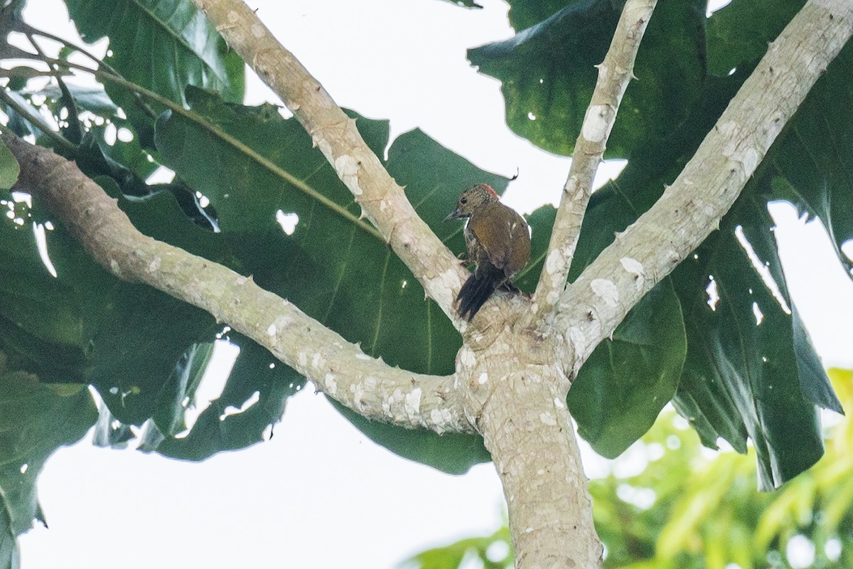 Buff-spotted Woodpecker - ML621158599