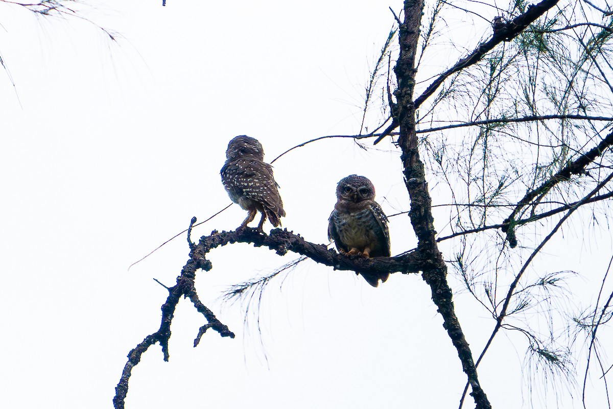 Spotted Owlet - ML621158600
