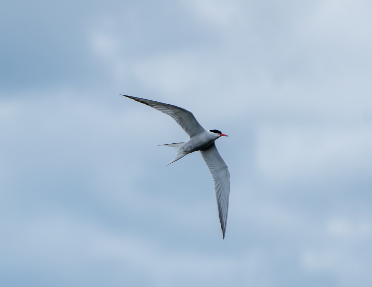 Common Tern - ML621158601