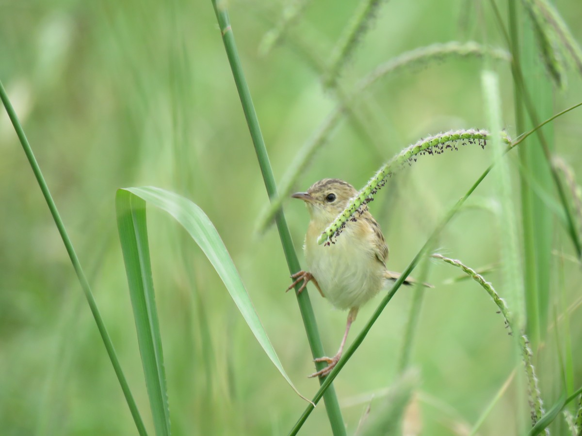 Little Grassbird - ML621158610