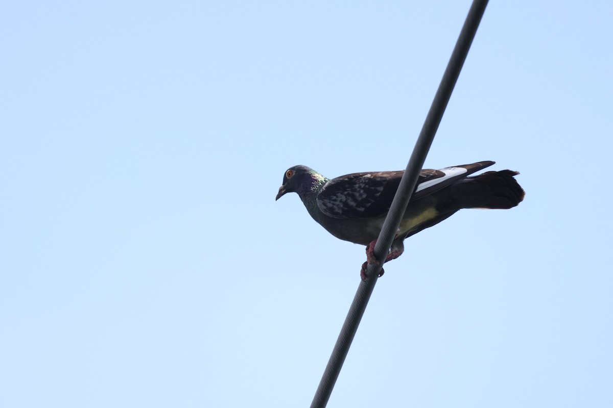 Rock Pigeon (Feral Pigeon) - ML621158615