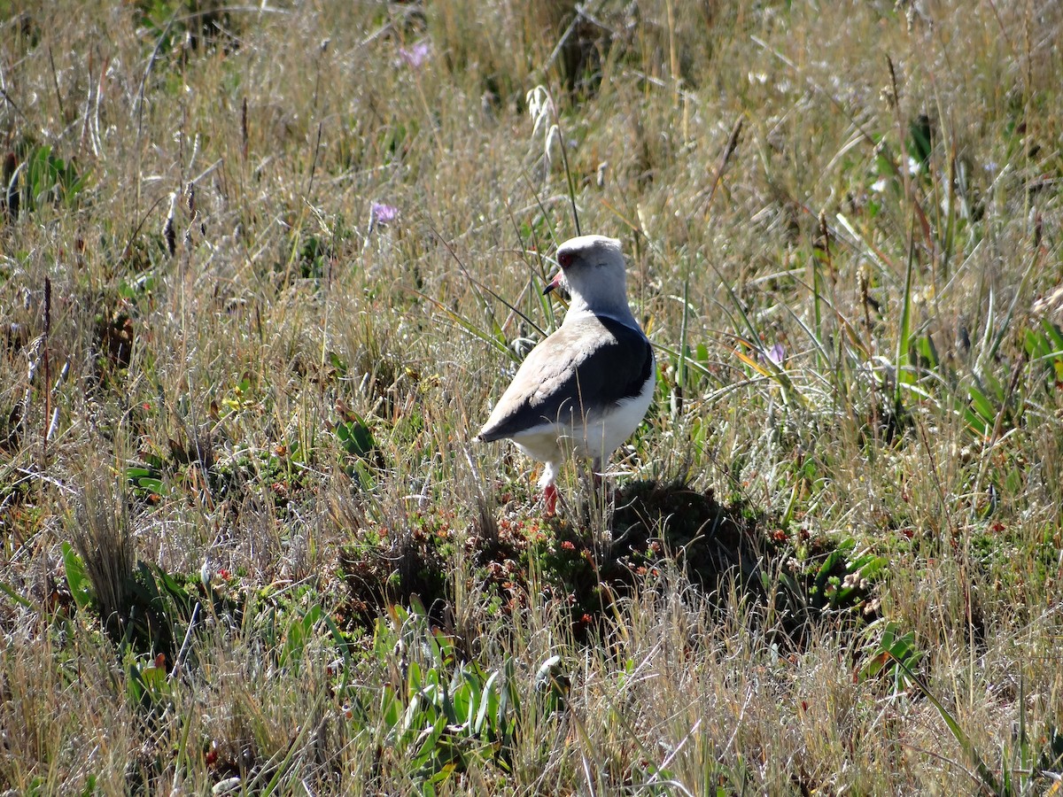 Andean Lapwing - ML621158631