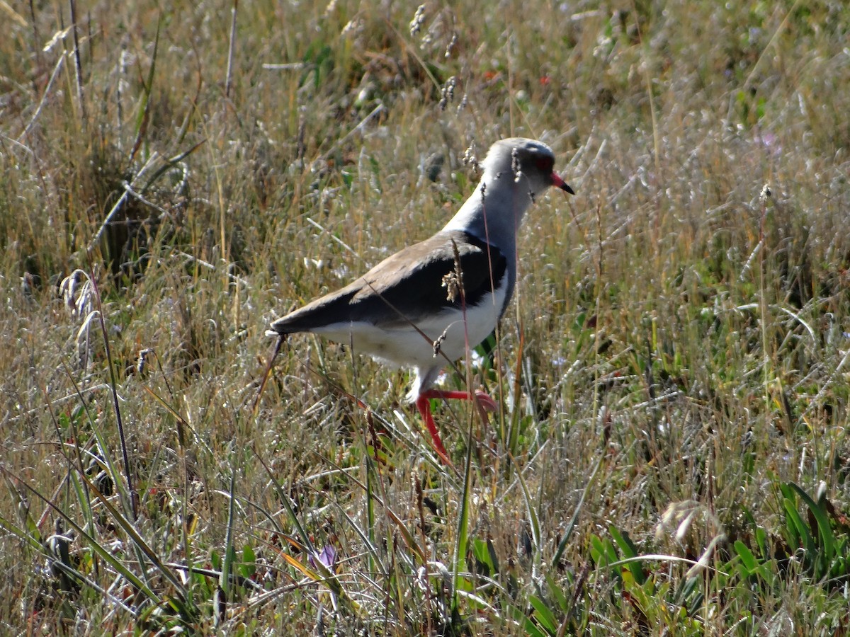 Andean Lapwing - ML621158632