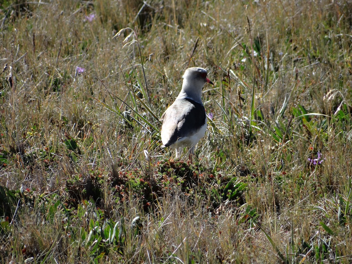 Andean Lapwing - ML621158633