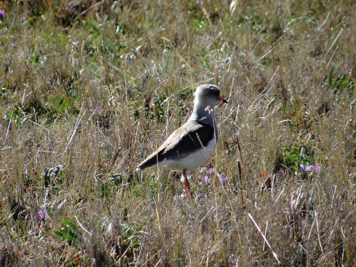 Andean Lapwing - ML621158634