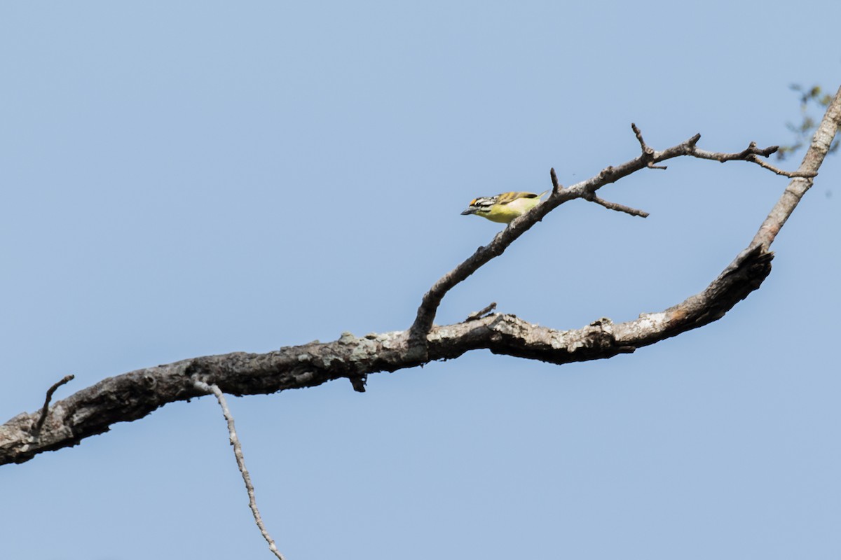 Yellow-fronted Tinkerbird - ML621158653