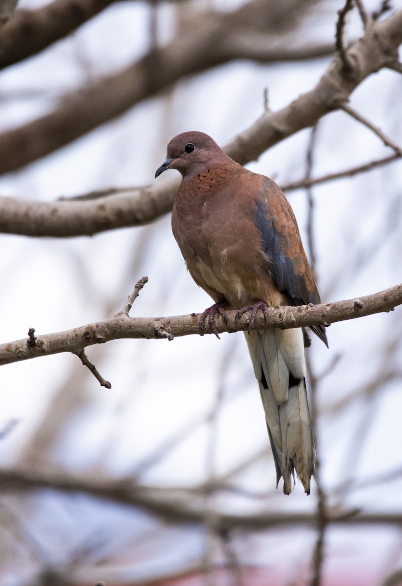 Laughing Dove - ML621158666