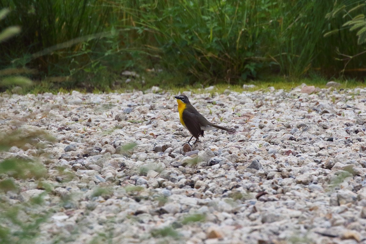 Yellow-breasted Chat - ML621158693