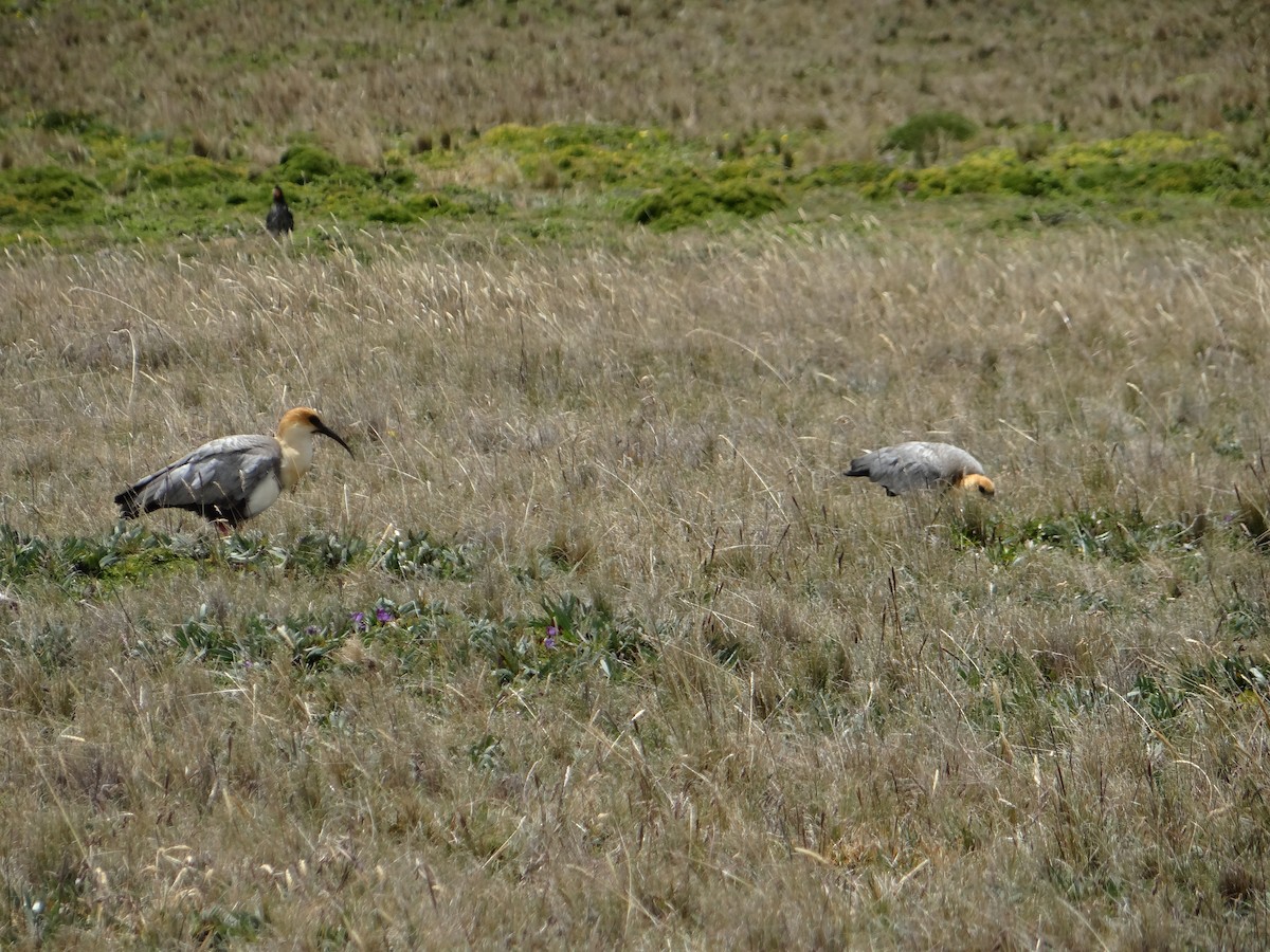 ibis šedokřídlý - ML621158694