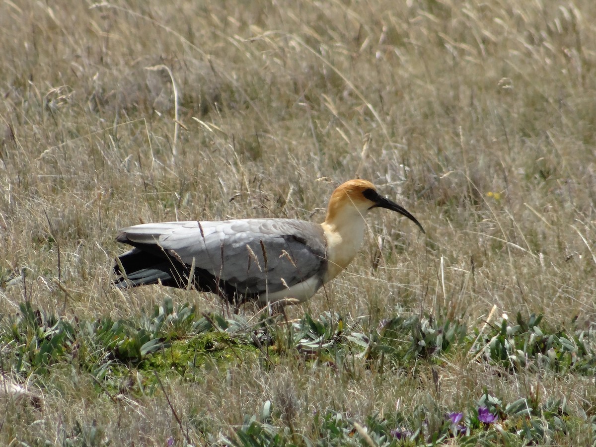 ibis šedokřídlý - ML621158696