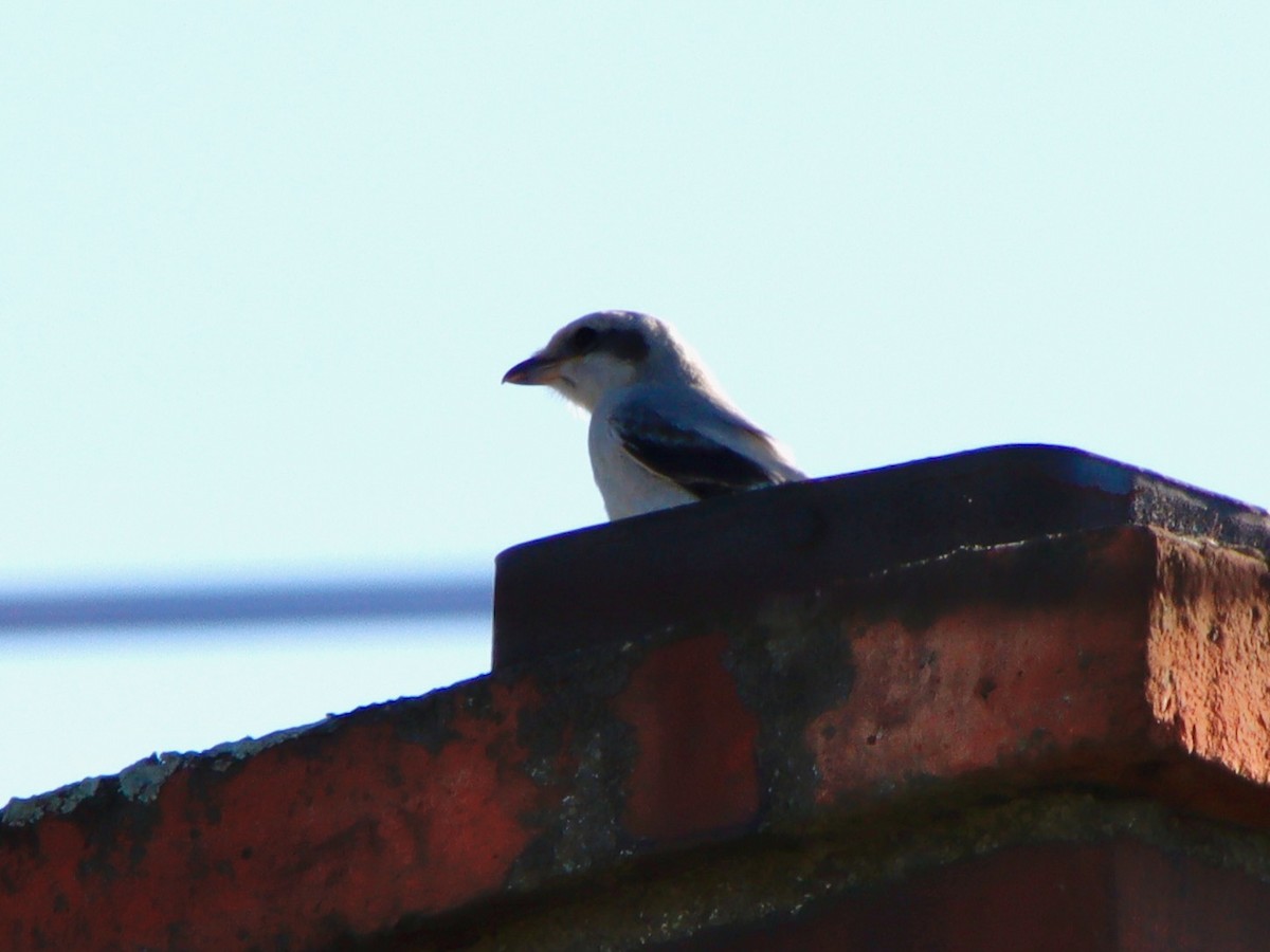 Great Gray Shrike - ML621158698