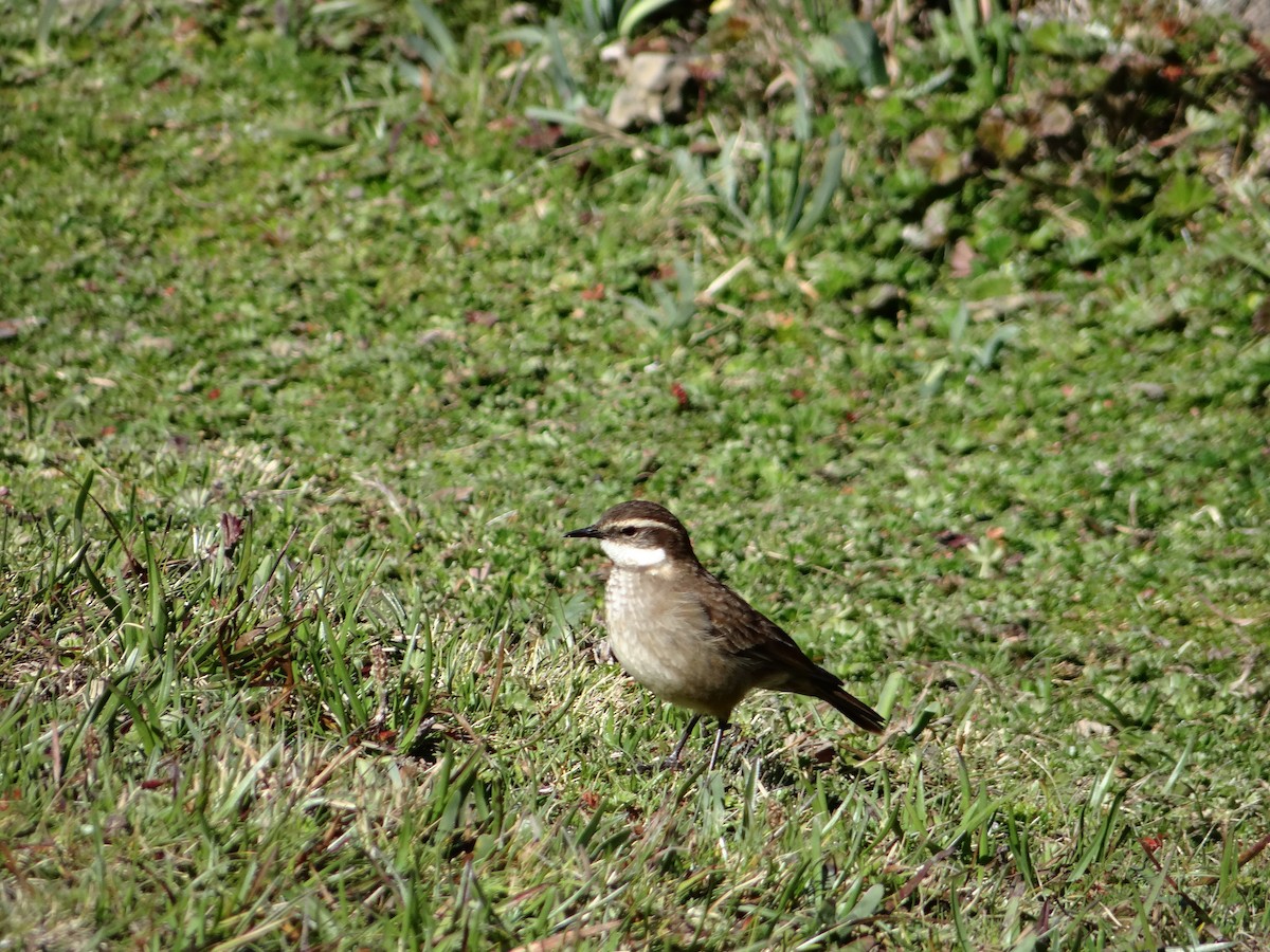 Chestnut-winged Cinclodes - ML621158710