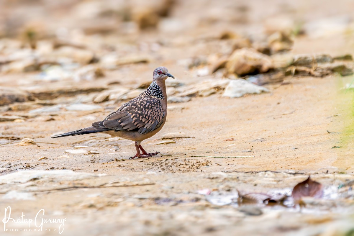 Spotted Dove - ML621158711