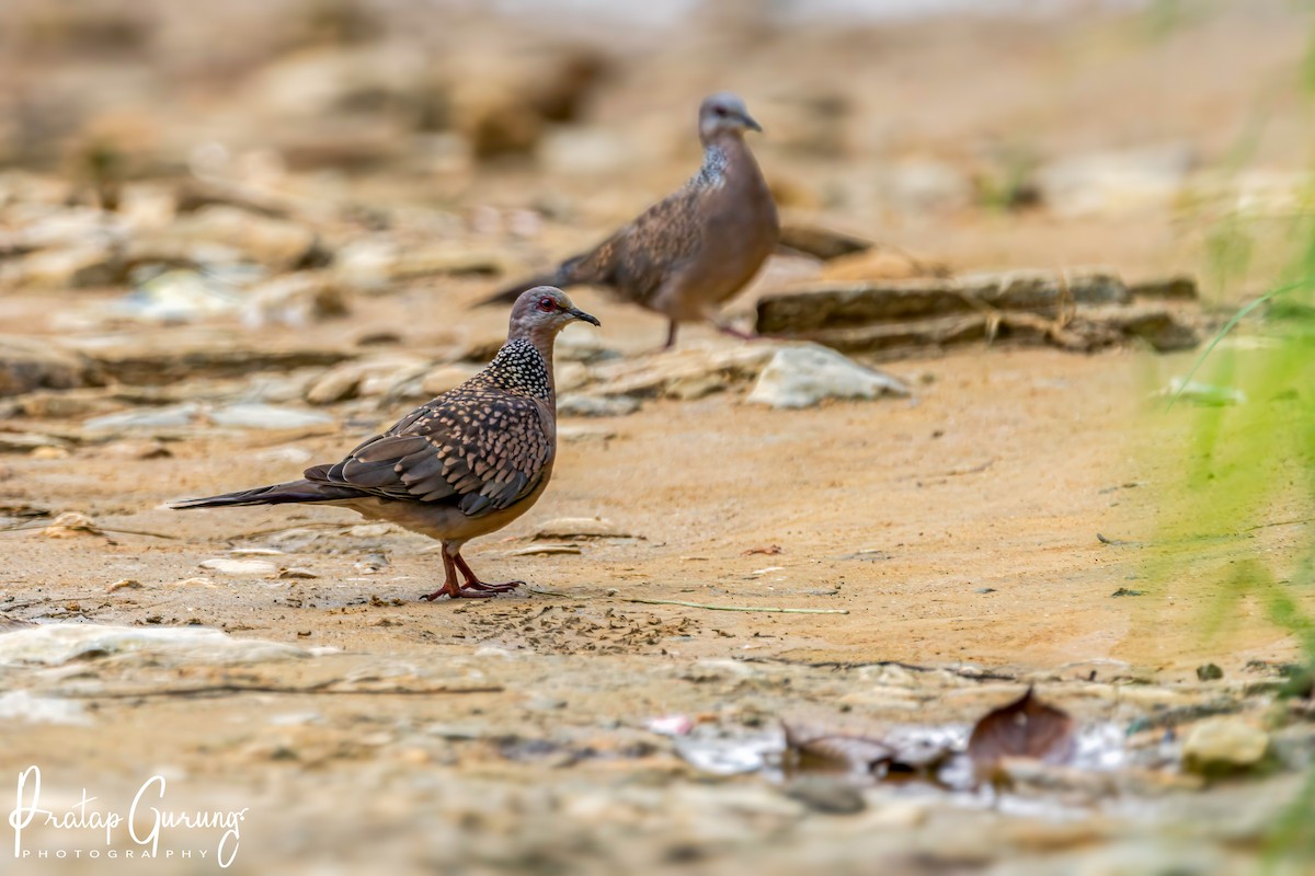 Spotted Dove - ML621158712