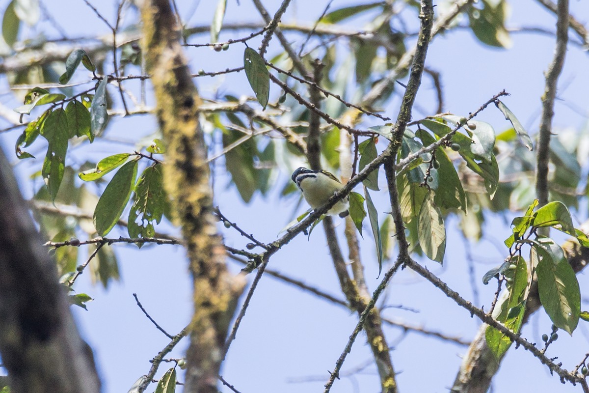 Yellow-throated Tinkerbird - ML621158725
