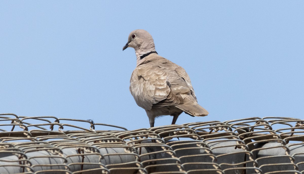 Eurasian Collared-Dove - ML621158737