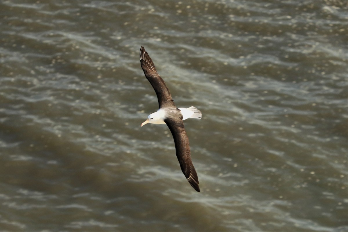 Чернобровый альбатрос - ML621158747