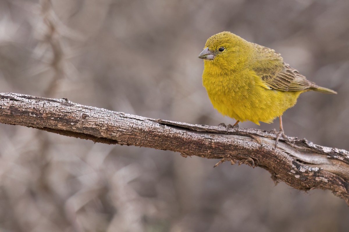 Greenish Yellow-Finch - ML621158767