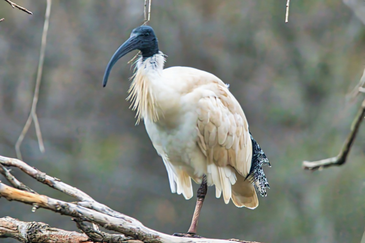 ibis australský - ML621158789
