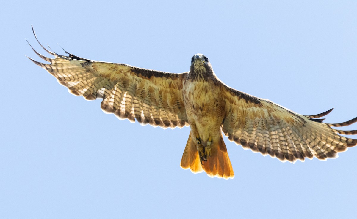 Red-tailed Hawk - ML621158793