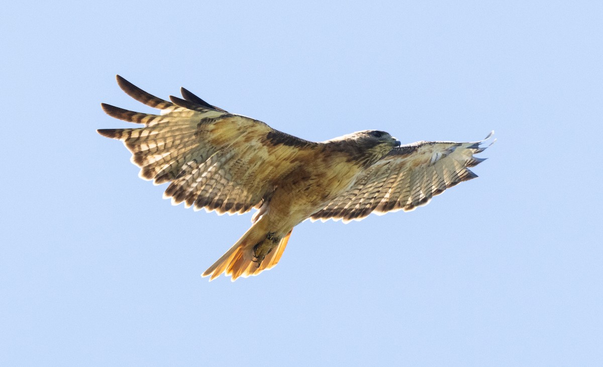 Red-tailed Hawk - ML621158799