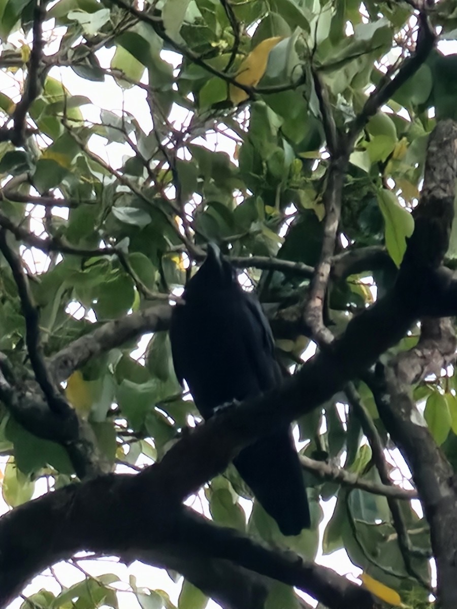 Slender-billed Crow - ML621158844