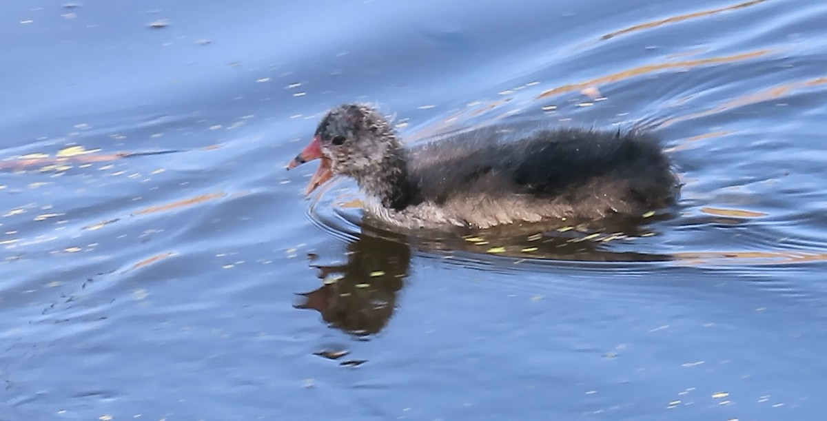 American Coot (Red-shielded) - ML621158863