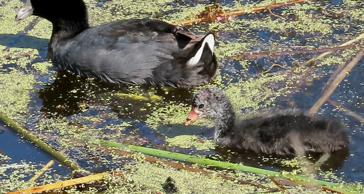 American Coot (Red-shielded) - ML621158866