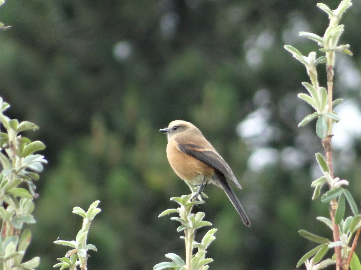 Brown-backed Chat-Tyrant - ML621158868