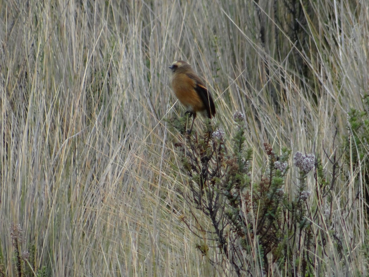 Brown-backed Chat-Tyrant - ML621158873