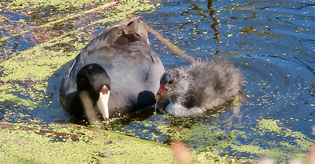 American Coot (Red-shielded) - ML621158874