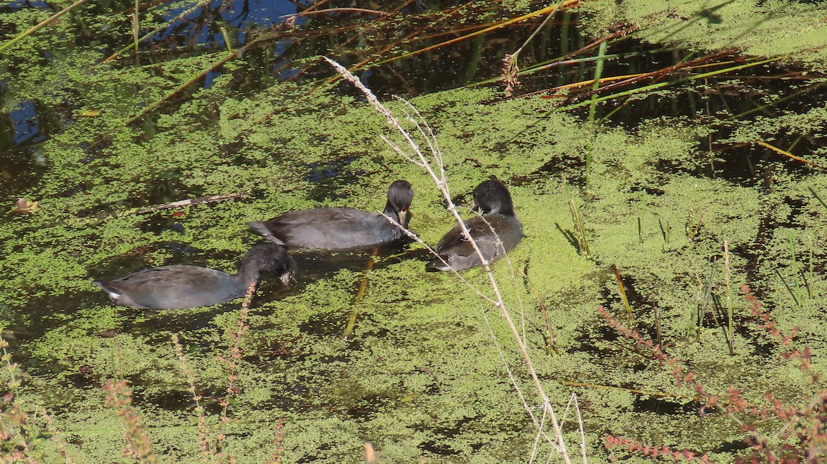 American Coot (Red-shielded) - ML621158879