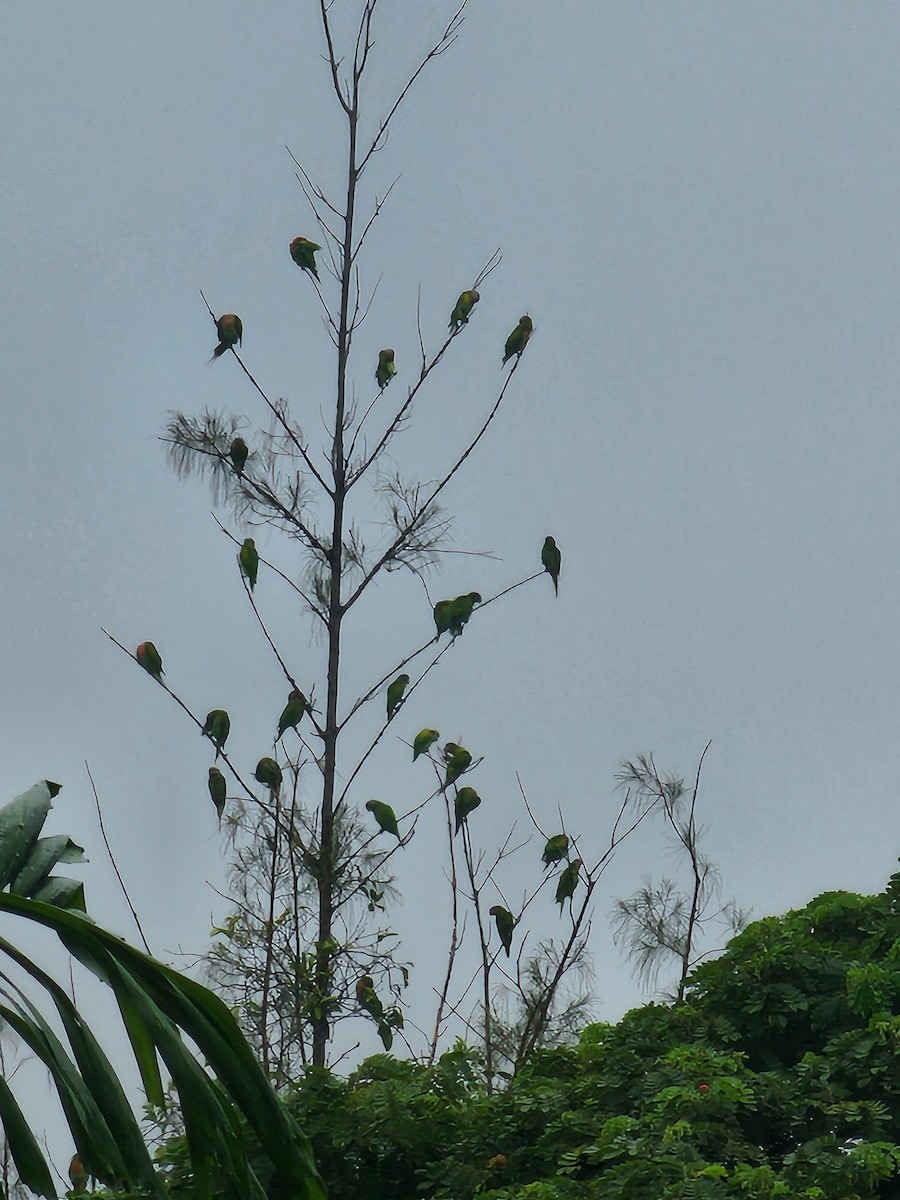 Gül Göğüslü Yeşil Papağan - ML621158881